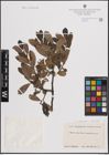 Foto von Salix atrocinerea Brot. x Salix dasyclados Wimm.